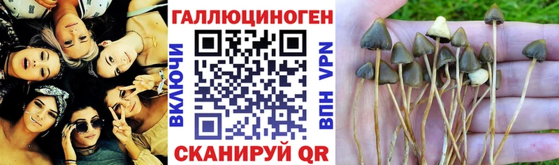 Галлюциногенные грибы Magic Shrooms Новокубанск